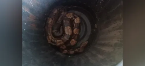 Un boa constrictor capturé dans le Pas de Calais !