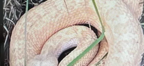 Un serpent capturé hier dans le Nord