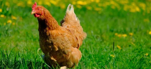 Sailly-lez-Lannoy ce samedi vous pouvez sauver des poules de...