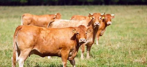 Un homme positif à la grippe aviaire, infecté par un bovin