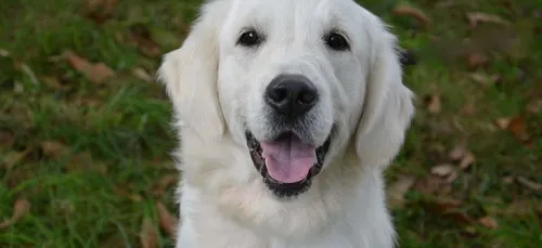 Il fait bon vivre à Lille, avec son chien