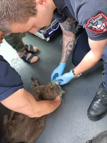 Un chat sauvé d'un feu d'appartement