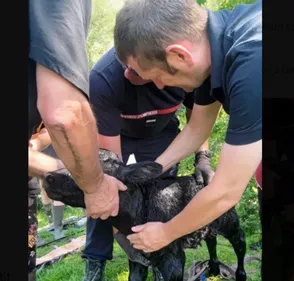 Sauvetage hors du commun, pour les pompiers du Nord