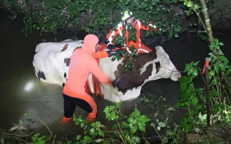 Sauvetage inhabituel, pour les pompiers du Pas de Calais