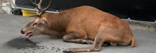 Un cerf épuisé s'est retrouvé dans un chantier à Compiègne traqué...