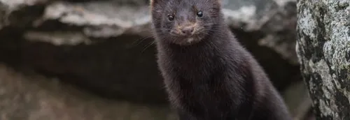 Covid-19 : Le virus repéré dans un élevage de visons, en France