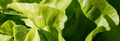 Rappel de produit sur des salades pour présence de salmonelle