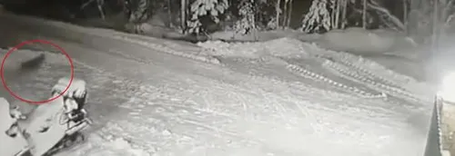 Un chien a sauvé la vie de son jeune maître, âgé de 10 ans, menacé...