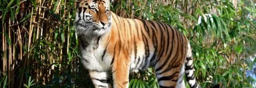 Un tigre, testé positif au Covid-19, a été euthanasié après la...