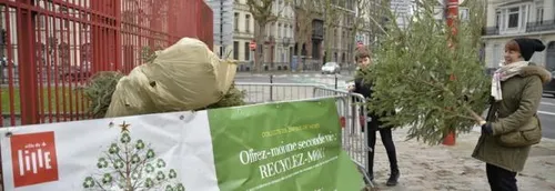 Le bilan de la collecte des sapins de Noël à Lille