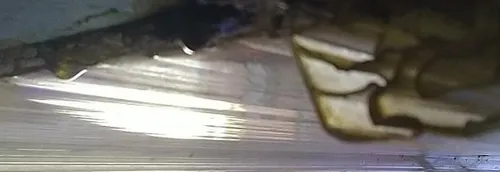 Le refuge de la LPA de Roubaix ferme à cause d'une inondation dans...