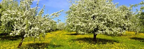 Début de semaine très printanier dans les Hauts de France !