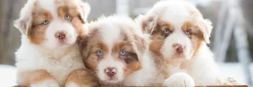 Chine : Des pochettes surprises découvertes avec des chiots et des...