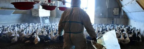 Un foyer de grippe aviaire hautement pathogène H5N8 chez un...