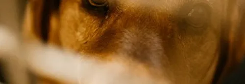 La SPA tire un triste bilan de l'été 2021