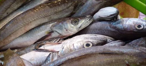 Alain Cadec annonce un nouveau mode de contrôle de la pêche du bar