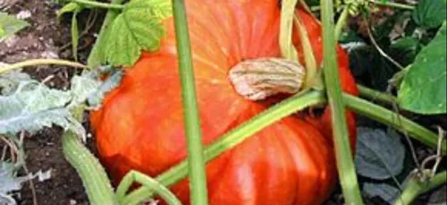 Un cadeau original reçu par Les Restos du Coeur de Ploërmel