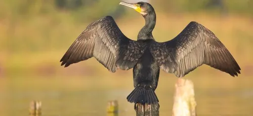 Les Cormorans créent la discorde en Loire-Atlantique