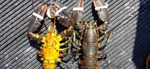 Après le homard bleu, voici le homard jaune !