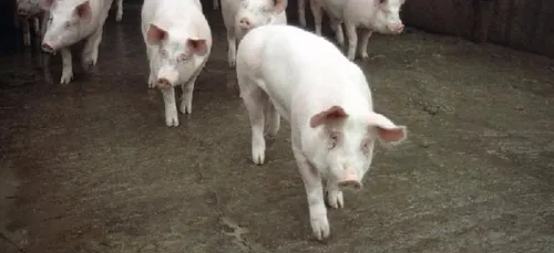 Une nouvelle crise du porc se profile en Bretagne