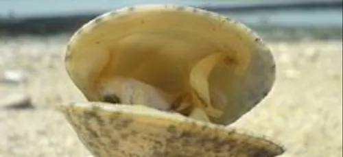 Des pêcheurs professionnels de palourdes devant le tribunal de Vannes