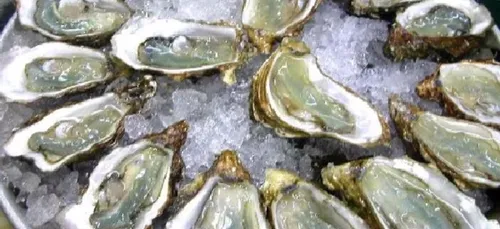 A l'approche de l'hiver, les parcs à huîtres du Morbihan sont...