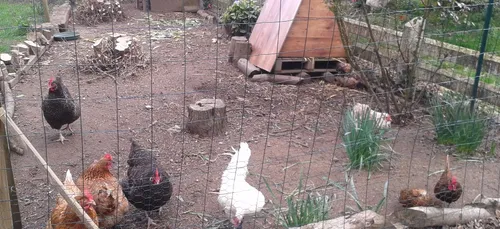 Le Groupe agroalimentaire d'Aucy annonce la fin des œufs en cage