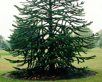 1140 arbres plantés à St Nolff en deux jours