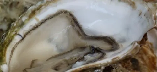 L'initiative originale d'un ostréiculteur du Morbihan