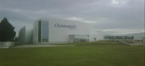 Un jeune phoque s'est échoué sur l'île de Groix