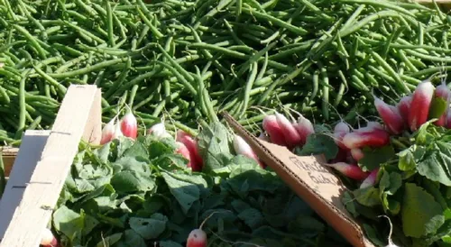 Manger local et durable au sein de Redon-Agglomération... c'est...