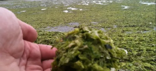 Réduire encore les taux de nitrates dans les cours d'eau