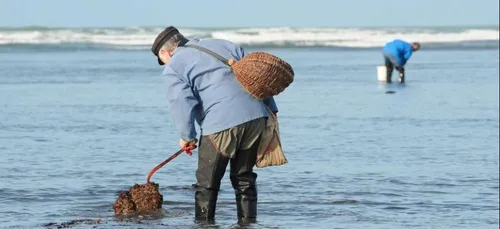 Pêche à pied : quelles sont les plages déconseillées ?