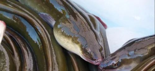 Les criées des Côtes d’Armor tiennent le cap