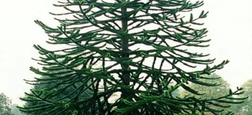 Prévenir au plus vite l’arrivée des pollens...