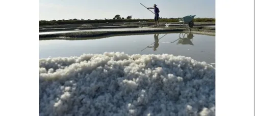 Du plomb dans des bocaux de fleur de sel de Guérande
