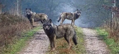 Le loup en Bretagne, c'est pour bientôt ?