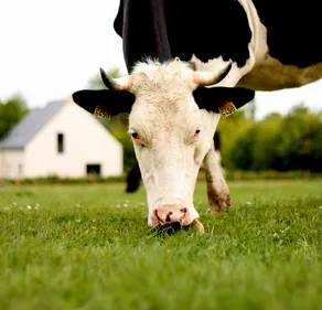 Le 6e programme de la “directive nitrate” jugé trop contraignant...