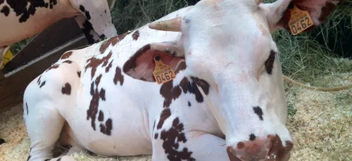 La Bretagne-Sud récompensée au Salon de l'Agriculture de Paris