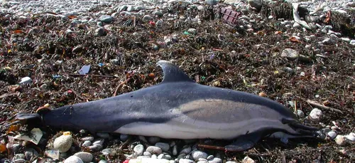 Les échouages de dauphins se multiplient sur nos côtes depuis le...