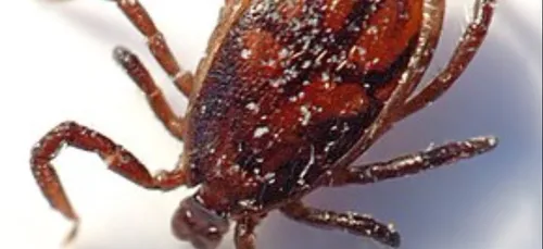 Santé. La maladie de Lyme au coeur d'une conférence, samedi à 14h30...
