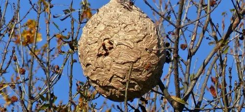 Frelon asiatique : c'est le moment de piéger !