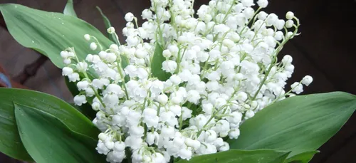 En plus du soleil... Le muguet signe également son retour