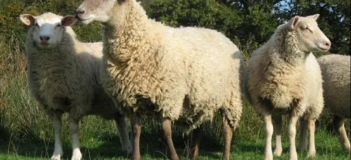 La plus grande ferme des Côtes d'Armor a refermé ses portes