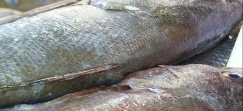 Alain Cadec veut imposer son carnet de pêche