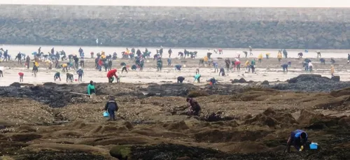 La pêche à pied est encore interdite à certains endroits du...