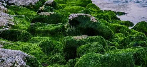 Moins d'algues vertes cette année en Bretagne.