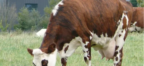 Le 6e plan de lutte contre les nitrates en Bretagne fait déjà...