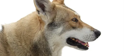 L'inquiétude d'une habitante de Porcaro