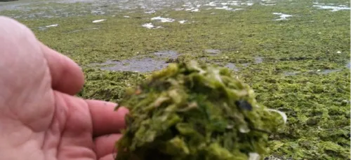 Les algues vertes ont du retard sur la pointe bretonne et le...
